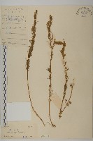 藏品(茵蔯蒿)的圖片