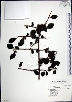 藏品(腺果藤、刺藤)的圖片