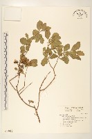 藏品(鯽魚膽、闊苞菊)的圖片