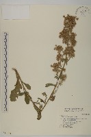 藏品(生毛將軍)的圖片