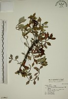 藏品(拎壁龍)的圖片