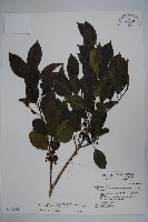 藏品(鐵冬青)的圖片