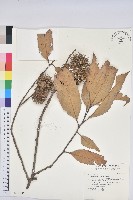 藏品(印度苦櫧)的圖片