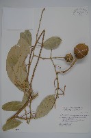 藏品(山柑、臺灣山柑)的圖片