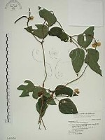 藏品(曲毛豇豆)的圖片