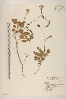 藏品(白鳳菜)的圖片