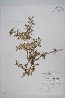 藏品(匙葉蓮子草)的圖片