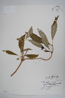 藏品(蘿芙木)的圖片