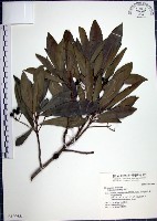 藏品(樹杞)的圖片