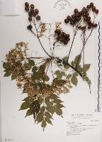 藏品(楝、苦楝)的圖片