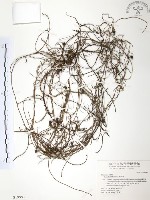 藏品(無根草)的圖片