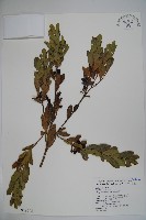 藏品(圓葉冬青)的圖片