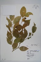 藏品(毛瓣蝴蝶木)的圖片