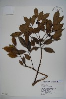 藏品(臺灣糊樗)的圖片