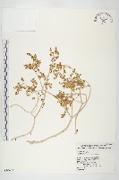 藏品(台灣佛甲草、石板菜)的圖片