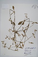 藏品(錦繡莧)的圖片