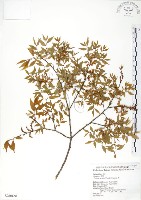 藏品(櫸、雞油)的圖片