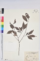 藏品(南仁五月茶)的圖片