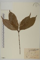 藏品(草珊瑚、紅果金粟蘭)的圖片