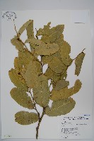 藏品(小刺山柑)的圖片