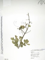 藏品(飛龍掌血)的圖片