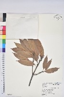 藏品(捲斗櫟)的圖片