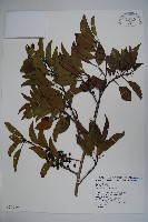 藏品(鐵冬青)的圖片