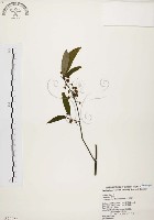 藏品(山胡椒)的圖片