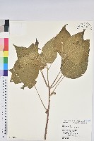 藏品(屏東鐵莧)的圖片