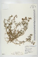 藏品(臭濱芥、臭薺)的圖片