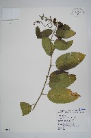 藏品(冷飯藤)的圖片