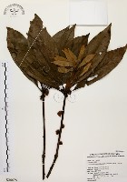 藏品(五掌楠)的圖片