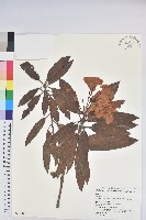 藏品(玉山杜鵑)的圖片