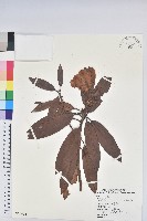 藏品(玉山杜鵑)的圖片