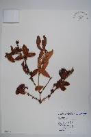 藏品(清水山小檗)的圖片