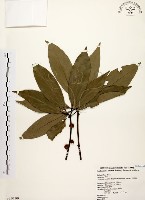 藏品(五掌楠)的圖片