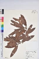 藏品(南湖杜鵑)的圖片