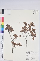 藏品(南澳杜鵑)的圖片