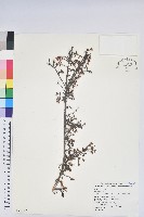 藏品(細葉杜鵑、南湖杜鵑、志佳陽杜鵑)的圖片