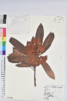 藏品(玉山杜鵑)的圖片