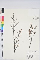 藏品(臺灣水青岡)的圖片