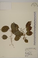 藏品(大葉南蛇藤)的圖片