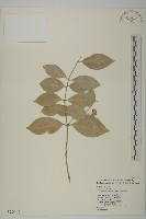 藏品(淡綠葉衛矛)的圖片