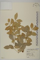 藏品(淡綠葉衛矛)的圖片