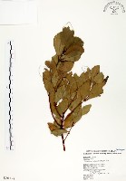 藏品(土樟)的圖片