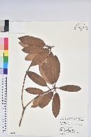 藏品(玉山杜鵑)的圖片