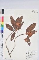 藏品(玉山杜鵑)的圖片