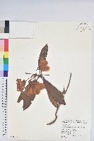 藏品(玉山杜鵑)的圖片