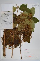 藏品(蔥木)的圖片