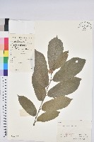 藏品(茅栗)的圖片